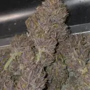 Banana Purple Punch Auto (RF3)