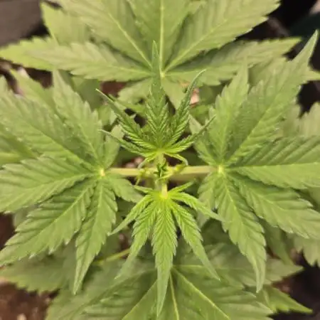 Apricot Auto