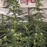 Gorilla Z Auto