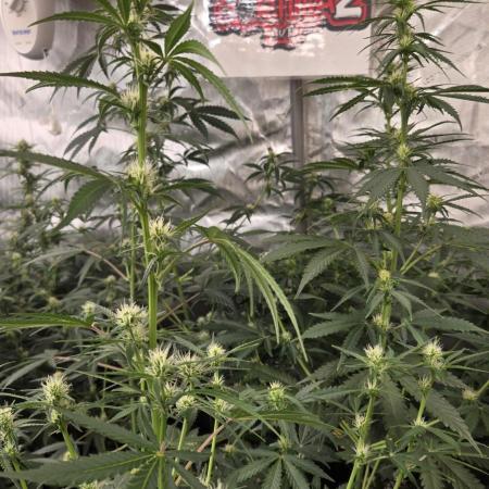 Gorilla Z Auto