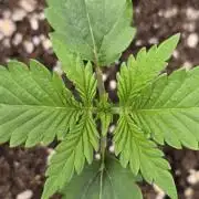 BananaGuavaAuto