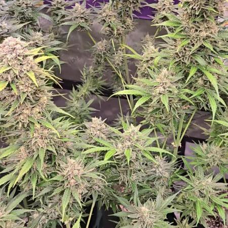 BananaFrostAuto