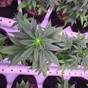GuavaAuto(RF3)