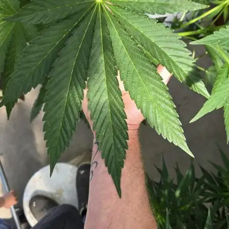 GG4/Sherbet Fast Flowering