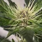PoundCake Auto