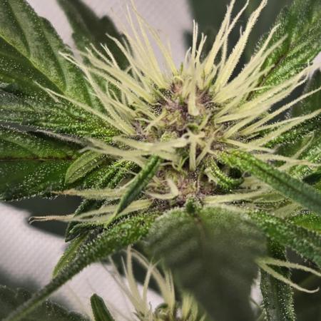 PoundCake Auto