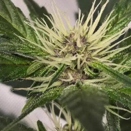 PoundCake Auto
