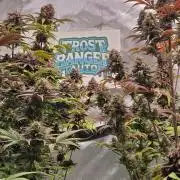 FrostBangerAuto