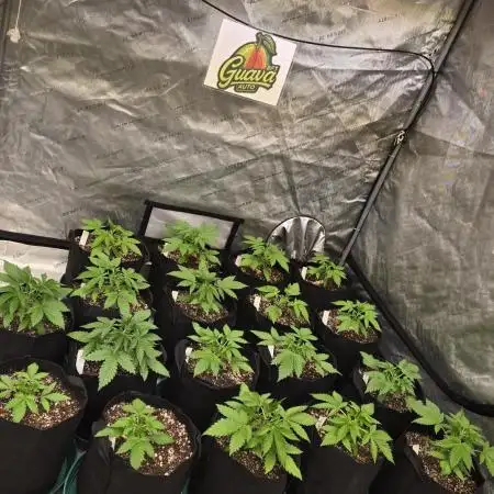 GuavaAuto(RF3)