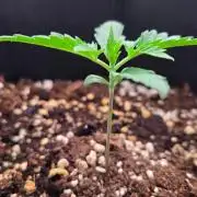 GuavaAuto(RF3)