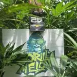 GorillaMelon