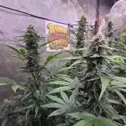 BananaCherryCookiesAuto