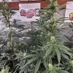 Gorilla Z Auto