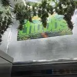 Guava Auto