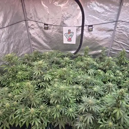 CherryCola Auto