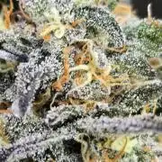 GuavaRuntzAuto