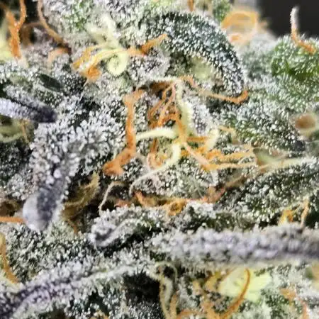 GuavaRuntzAuto