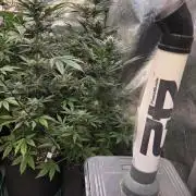 MangoCherryRuntzAuto