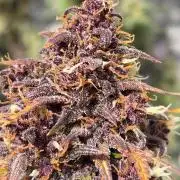 Banana Purple Punch Auto (RF3)