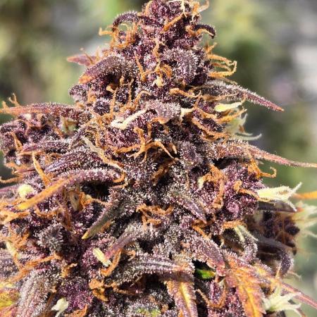 Banana Purple Punch Auto (RF3)