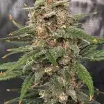 PurpleHaze Auto