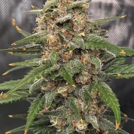 PurpleHaze Auto