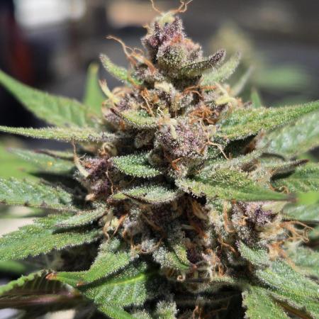 MendoGuavaAuto