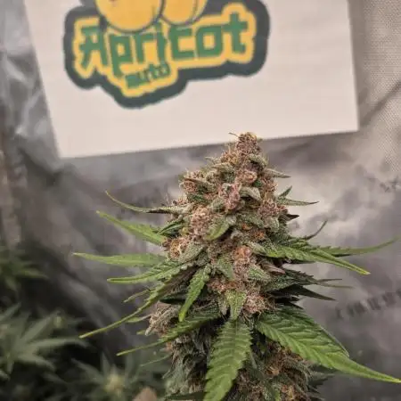Apricot Auto