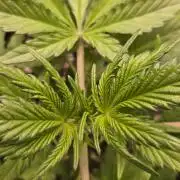 GuavaRuntzAuto