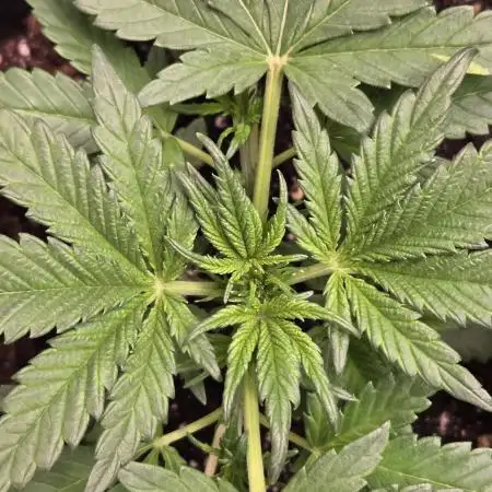 Banana Purple Punch Auto (RF3)