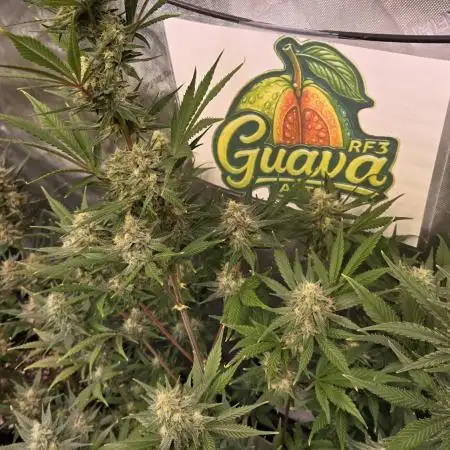 GuavaAuto(RF3)