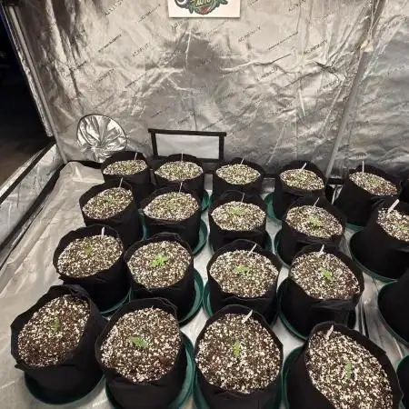 Guava Auto