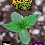 LemonTreeAuto