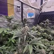 Sundae Frost Auto