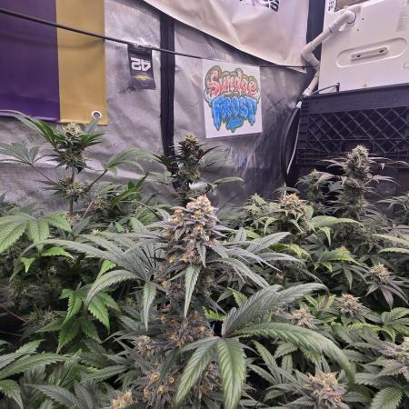 Sundae Frost Auto