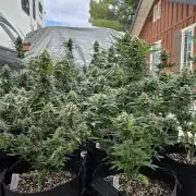 GuavaSundae Auto