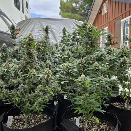 GuavaSundae Auto
