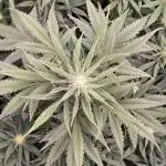 Guava Auto
