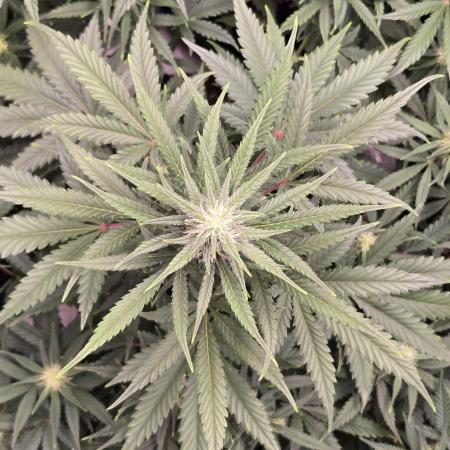 Guava Auto