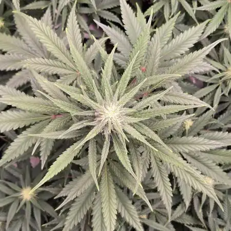 Guava Auto