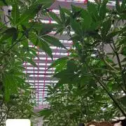 GMO Auto