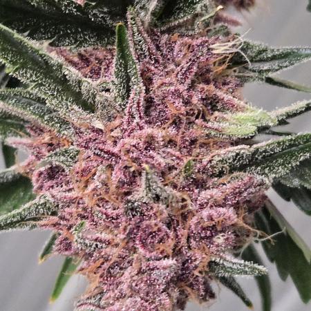 PurpleHaze Auto