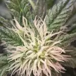 PurpleHaze Auto