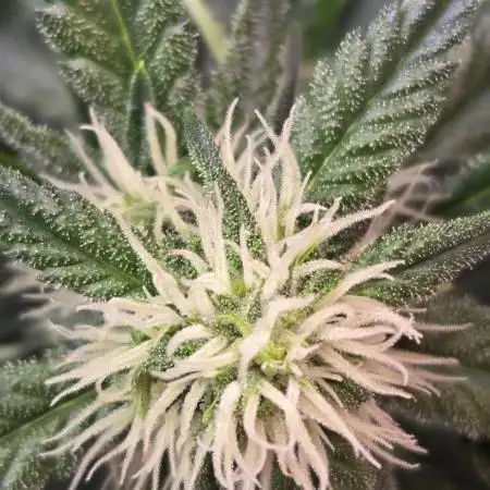 PurpleHaze Auto