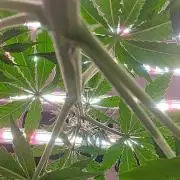 PineappleOG Auto