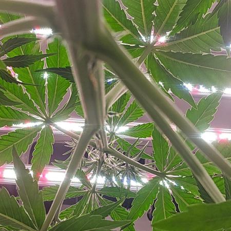 PineappleOG Auto