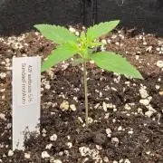 Sundae Frost Auto