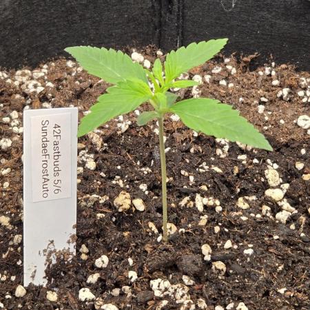 Sundae Frost Auto
