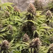 Banana Purple Punch Auto (RF3)