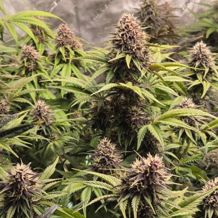 Banana Purple Punch Auto (RF3)